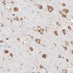 Merck Anti-RPL3 antibody produced in rabbit