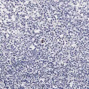 Merck Anti-RNASE6 antibody produced in rabbit