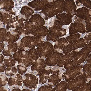 Merck Anti-RPS4X antibody produced in rabbit