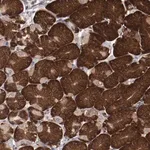 Merck Anti-RPS4X antibody produced in rabbit