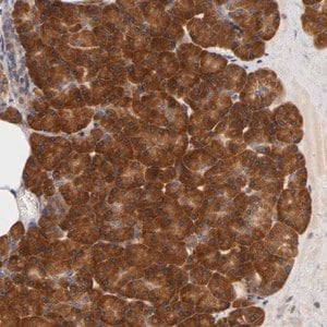 Merck Anti-RPS29 antibody produced in rabbit