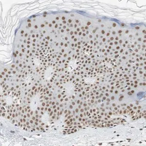 Merck Anti-RTF1 antibody produced in rabbit
