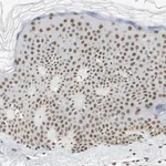 Merck Anti-RTF1 antibody produced in rabbit