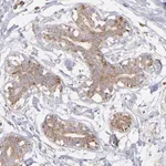 Merck Anti-RPLP0 antibody produced in rabbit