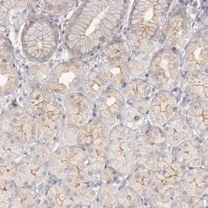 Merck Anti-JOSD1 antibody produced in rabbit