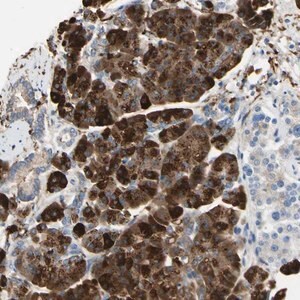 Merck Anti-NCBP2L antibody produced in rabbit