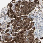 Merck Anti-NCBP2L antibody produced in rabbit