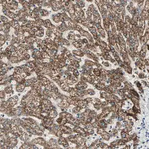 Merck Anti-PRELID1 antibody produced in rabbit