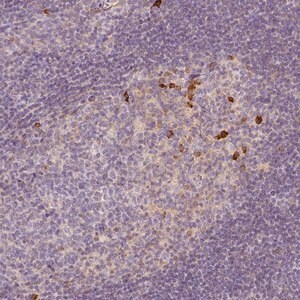 Merck Anti-PTPRJ antibody produced in rabbit