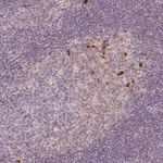 Merck Anti-PTPRJ antibody produced in rabbit