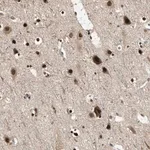 Merck Anti-PSMC3 antibody produced in rabbit