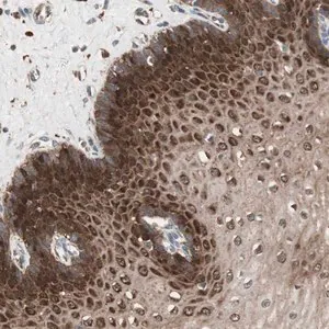 Merck Anti-STAB1 antibody produced in rabbit