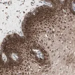 Merck Anti-STAB1 antibody produced in rabbit