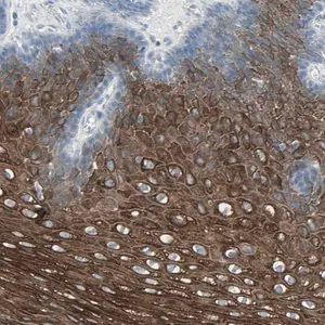 Merck Anti-LANCL3 antibody produced in rabbit