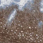 Merck Anti-LANCL3 antibody produced in rabbit