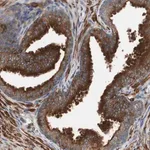 Merck Anti-LITAF antibody produced in rabbit