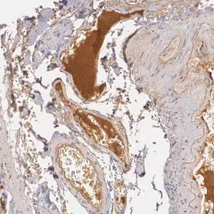 Merck Anti-LBP antibody produced in rabbit