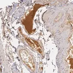 Merck Anti-LBP antibody produced in rabbit