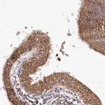 Merck Anti-PRICKLE3 antibody produced in rabbit