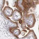 Merck Anti-LHFPL1 antibody produced in rabbit