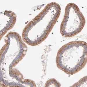 Merck Anti-LMAN1 antibody produced in rabbit