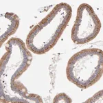 Merck Anti-LMAN1 antibody produced in rabbit