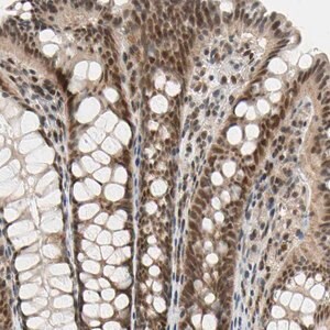 Merck Anti-TAF4 antibody produced in rabbit
