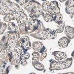 Merck Anti-LIMK2 antibody produced in rabbit