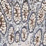 Merck Anti-LMTK2 antibody produced in rabbit