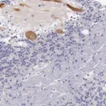 Merck Anti-LRFN5 antibody produced in rabbit
