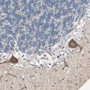 Merck Anti-MAP3K21 antibody produced in rabbit