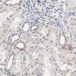 Merck Anti-LNX1 antibody produced in rabbit