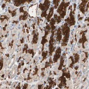 Merck Anti-MAP3K7 antibody produced in rabbit