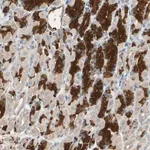 Merck Anti-MAP3K7 antibody produced in rabbit