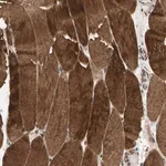 Merck Anti-MAP3K10 antibody produced in rabbit