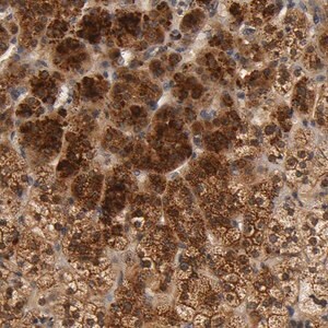 Merck Anti-SCAP antibody produced in rabbit