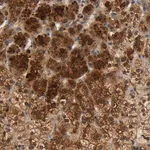 Merck Anti-SCAP antibody produced in rabbit