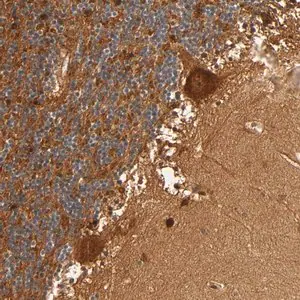 Merck Anti-SCHIP1 antibody produced in rabbit