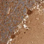 Merck Anti-SCHIP1 antibody produced in rabbit