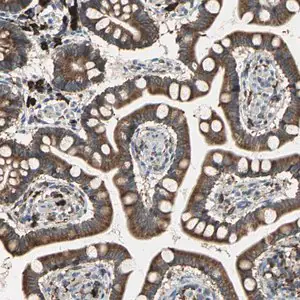 Merck Anti-SDF2L1 antibody produced in rabbit