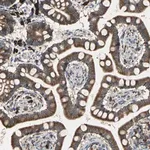 Merck Anti-SDF2L1 antibody produced in rabbit