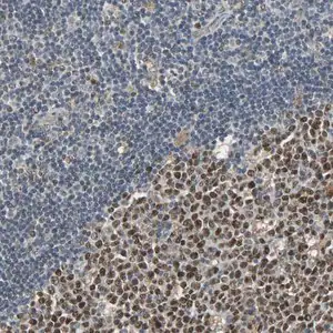 Merck Anti-SCN7A antibody produced in rabbit