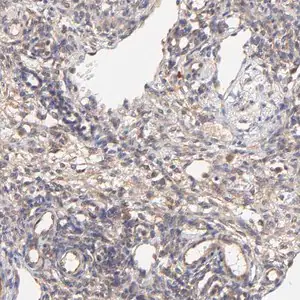 Merck Anti-SCUBE1 antibody produced in rabbit