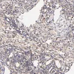 Merck Anti-SCUBE1 antibody produced in rabbit