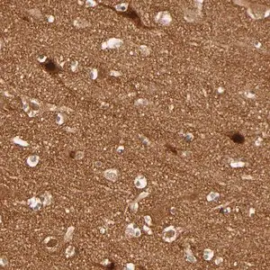Merck ANTI-NEMF antibody produced in rabbit