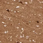 Merck ANTI-NEMF antibody produced in rabbit