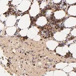 Merck Anti-SERPINC1 antibody produced in rabbit