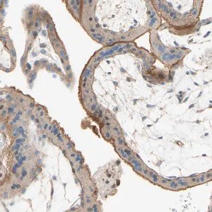 Merck Anti-SEMA4C antibody produced in rabbit
