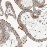 Merck Anti-SEMA4C antibody produced in rabbit