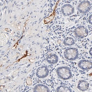 Merck Anti-SERPINA4 antibody produced in rabbit